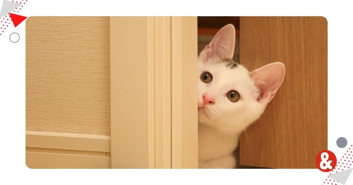 Perchè il gatto ti segue in bagno e ti fissa?